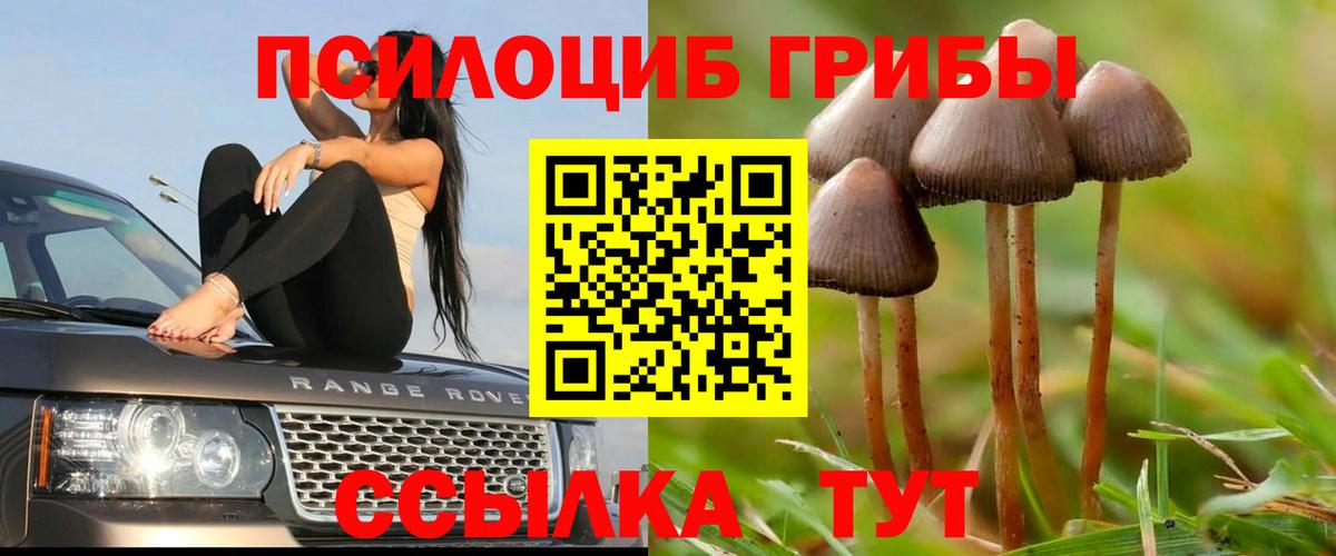 Галлюциногенные грибы Psilocybe Гай